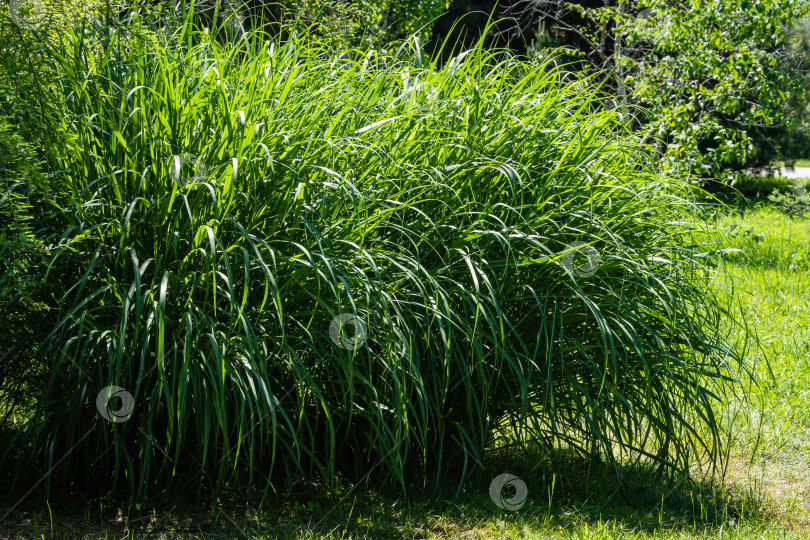 Скачать Красивая зеленая декоративная трава Miscanthus sinensis 'Gracillimus'. Крупный план. Китайский мискантус на переднем плане весеннего пейзажа в адлерском дендрарии "Южные культуры". фотосток Ozero