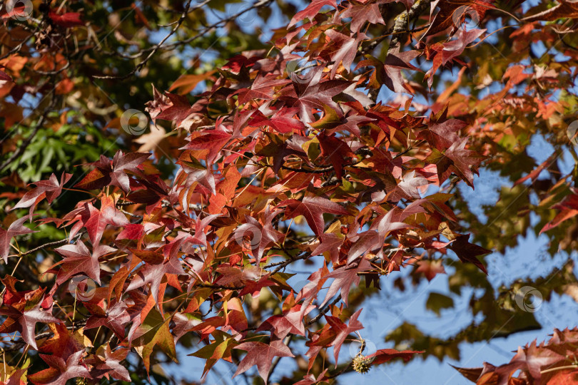 Скачать Разноцветные красные и желтые листья Liquidambar styraciflua, обычно называемого американской камедью (янтарным деревом), на размытом фоне зеленых листьев лиственных деревьев. Выборочный фокус. Крупный план. фотосток Ozero
