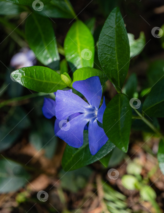 Скачать Синие цветы барвинка малого (Vinca minor) на размытом фоне весенней зелени сада. Выборочный фокус.Крупный план. Барвинок малый или обыкновенный растет в диком лесу и в ландшафтном саду фотосток Ozero