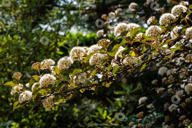 Скачать Physocarpus opulifolius diabolo или Девятилистник с фиолетовыми листьями на размытом темном фоне. Выборочный фокус. Крупный план белых цветов и фиолетовых листьев. Концепция дизайна, основанная на природе. фотосток Ozero