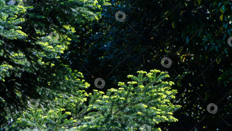 Скачать Ветви ели (Picea abies aurea) с новой яркой порослью на размытом темно-зеленом фоне. Выборочный фокус. Крупный план. Адлерский дендрарий "Южные культуры". Природная концепция рождественского оформления фотосток Ozero