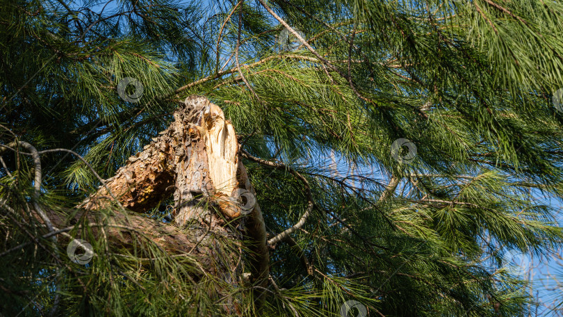 Скачать Сломанный ствол пицундской сосны (Pinus brutia pityusa), разновидности калабрийской или турецкой сосны (Pinus brutia) на фоне голубого зимнего неба. Крупный план. Вечнозеленый ландшафтный сад. фотосток Ozero