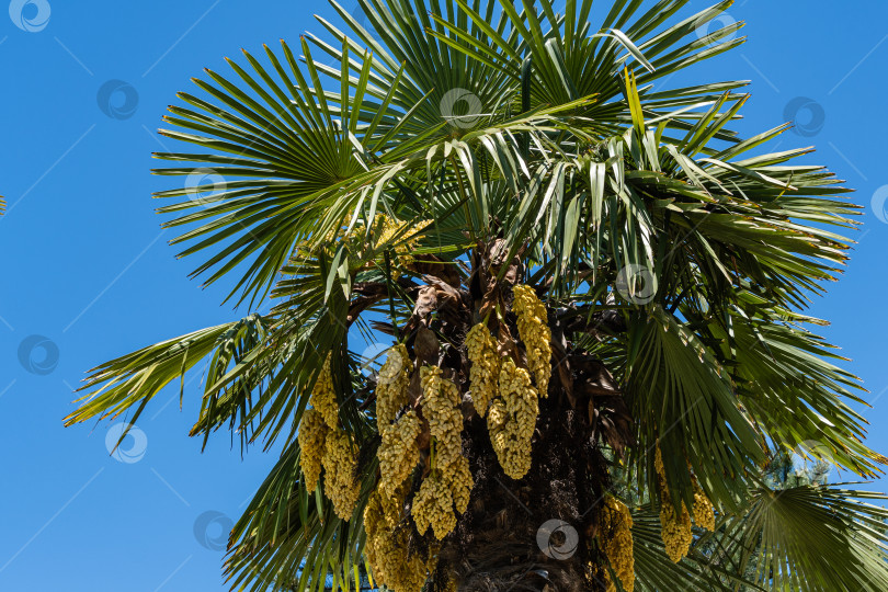 Скачать Цветущая китайская пальма ветряная мельница (Trachycarpus fortunei) или пальма Чусан в адлерском дендрарии "Южные культуры". Крупный план желтых цветов. Весна. Сириус (Адлер), Сочи. Концепция дизайна, основанная на природе. фотосток Ozero
