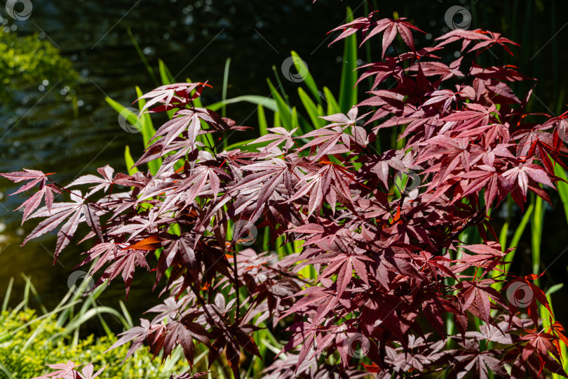 Скачать Японский клен Acer palmatum Atropurpureum на берегу красивого садового пруда. Молодые красные листья на размытом фоне листьев болотного ириса. Весенний ландшафтный сад. Концепция дизайна - природа. фотосток Ozero