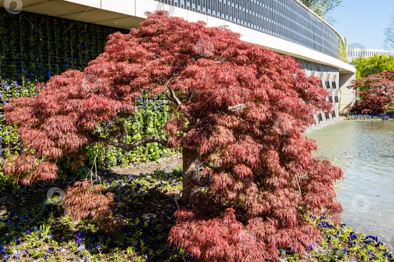 Скачать Изящное дерево Acer Palmatum Dissectum с красными листьями на берегу искусственного пруда. Стилизованный японский дворик в городском парке "Краснодар". Галицийский парк. Солнечный день. фотосток Ozero