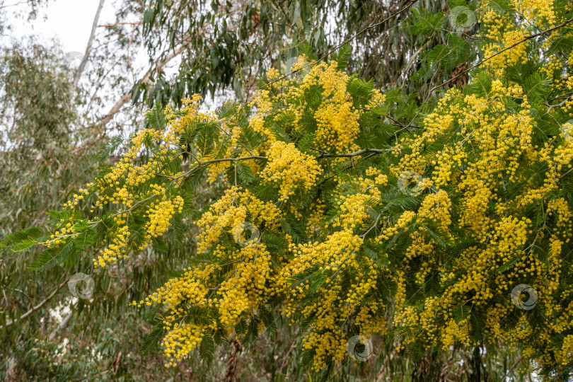Скачать Мимоза Acacia dealbata (серебристая или голубая акация) в Адлерском дендрарии "Южные культуры". Желтые пушистые цветы на размытом фоне листьев эвкалипта. Выборочный фокус. Весна в Сочи. фотосток Ozero