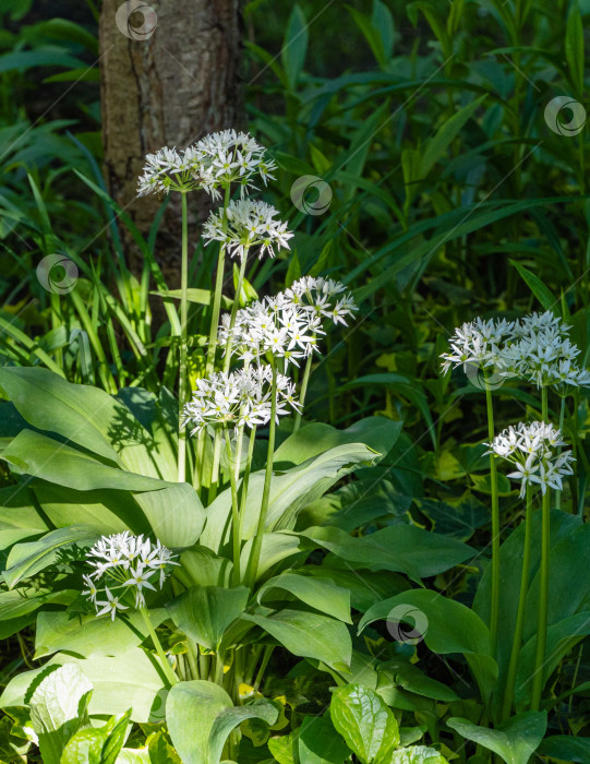 Скачать Белые ароматные очень мелкие цветочки дикого чеснока (Allium ursinum) или черемши на размытом фоне зеленой травы. Выборочный фокус. Крупный план. Чеснок черемша широколистная или медвежий чеснок фотосток Ozero