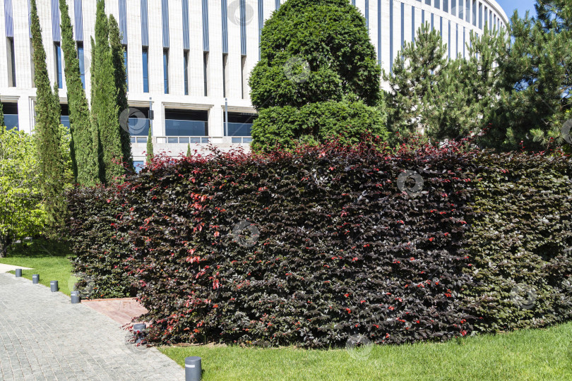 Скачать Зона отдыха с живой изгородью из фиолетового бука (Fagus sylvatica purpurea) на фоне здания футбольного стадиона. Парк "Краснодар". Фиолетовые листья медного бука. фотосток Ozero