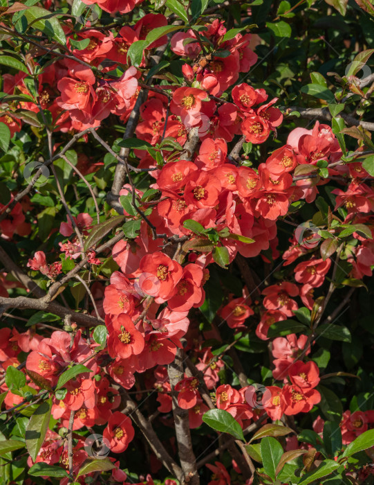 Скачать Крупные красные цветы японской айвы (Chaenomeles japonica) распускаются на размытом зеленом фоне. Выборочный фокус. . Интересная весенняя концепция дизайна. Место для вашего текста фотосток Ozero