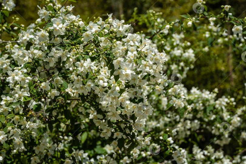 Скачать Цветущие кусты жасмина Philadelphus coronarius и сладкого чубушника в адлерском дендрарии "Южные культуры". Белые цветы на ветках сладкого муляжа апельсина на размытом фоне. Выборочный фокус. фотосток Ozero