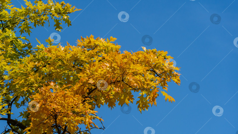 Скачать Quercus palustris, дуб сосновый или дуб болотный испанский. Красивые золотистые листья на ветвях Quercus palustris, дуба соснового или дуба болотного испанский. Яркая молодая листва на фоне голубого неба. Весенний солнечный день. фотосток Ozero