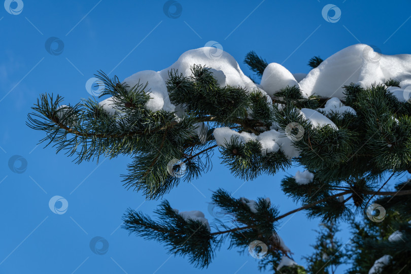 Скачать Серебристо-голубая рождественская елка Picea pungens Hoopsii, покрытая снегом, с коричневыми шишками на фоне голубого февральского неба. Крупный план. Вечнозеленый ландшафтный сад зимой. Концепция дизайна, основанная на природе. фотосток Ozero
