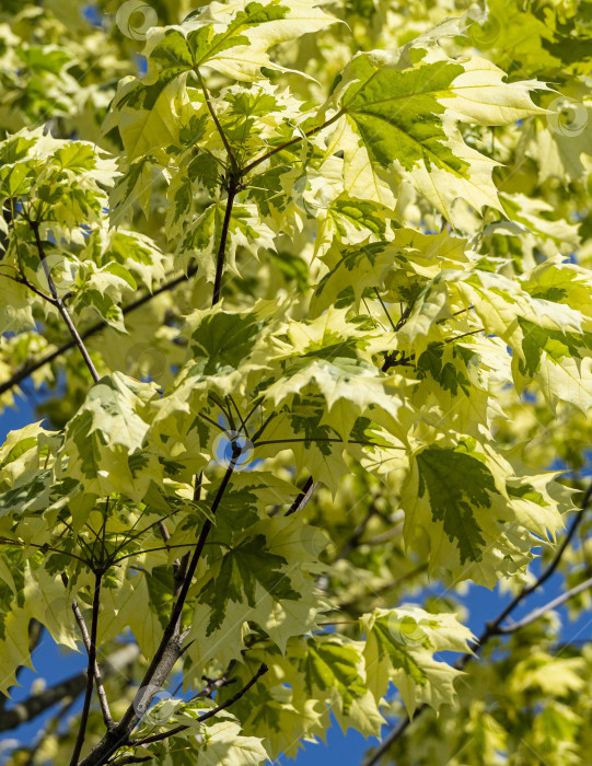 Скачать Клен остролистный 'Drummondii' - Acer platanoides Variegata (Клен остролистный) в городском ландшафтном парке Краснодара или Галицкого. Крупный план листьев на фоне голубого весеннего неба. Природная концепция дизайна фотосток Ozero