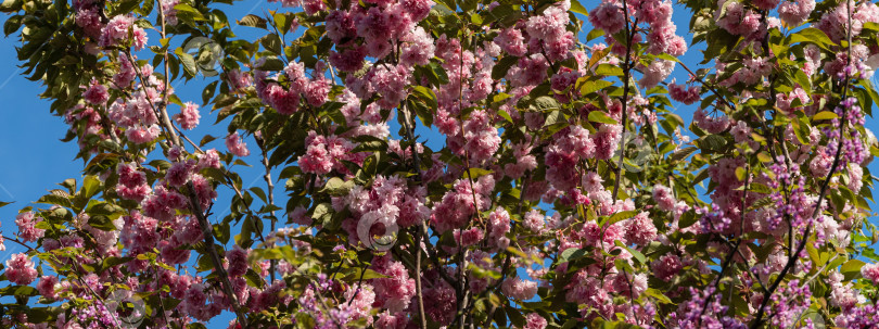Скачать Цветущее дерево Канзан (Prunus serrulata) в ландшафтном саду. Крупный план. Веточка Канзана (Prunus serrulata) с розовыми цветами на фоне голубого неба. Цветы японской вишни. Выборочный обзор фотосток Ozero