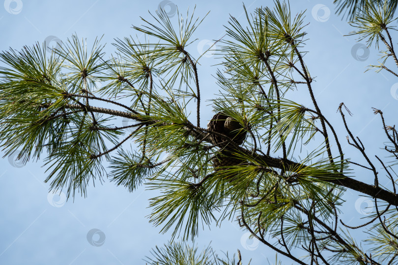 Скачать Итальянский кедр (Pinus pinea), сосна зонтичная в Адлерском дендрарии "Южные культуры". Большая шишка на ветке итальянского кедра. Размытый фон, выборочный фокус. Крупный план.Адлер (Сириус), Сочи. фотосток Ozero