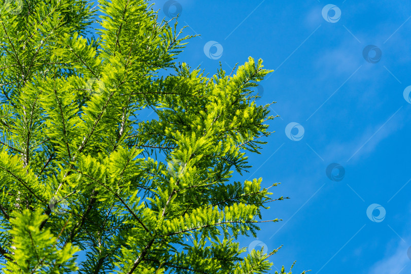Скачать Зеленая изящная листва кипариса лысого Taxodium Distichum (кипарис болотный, кипарис белый, кипарис красный лавровый или кипарис приливный). Крупный план. Городской парк Краснодара или парк Галицкого. Весна 2021 фотосток Ozero