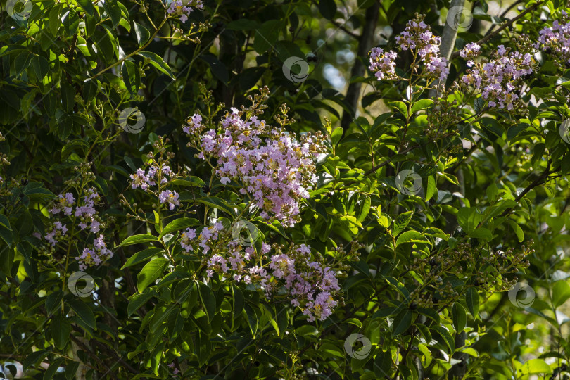 Скачать Цветение мирта обыкновенного (Lagerstroemia indica) розовыми цветами в ландшафтном парке "Краснодар". Крупный план. Соцветия розовых цветов на размытом фоне. Выборочный фокус. Лето 2021 года. фотосток Ozero