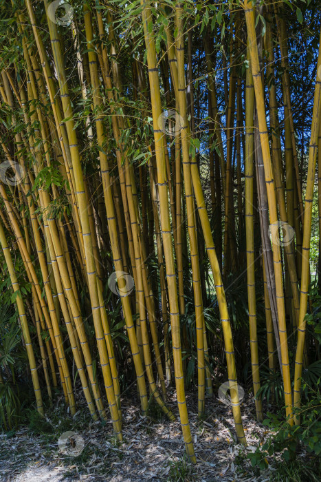 Скачать Заросли вечнозеленого изящного золотистого бамбука Phyllostachys aureosulcata в адлерском дендропарке "Южные культуры". Вдоль дорожек дендропарка растут толстые стволы золотистого бамбука фотосток Ozero
