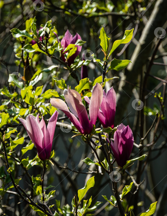 Скачать Крупные бутоны розовых цветов магнолии Сьюзен (Magnolia liliiflora x Magnolia stellata) на размытом фоне зеленой листвы. Выборочный фокус. Концепция дизайна - природа. Место для вашего текста. Весна 2021 фотосток Ozero