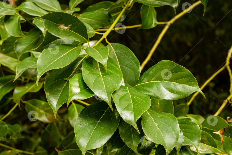 Скачать Блестящие вечнозеленые листья ложного камфорного дерева (Cinnamomum glanduliferum) или непальского камфорного дерева в парке-дендрарии "Южные культуры" крупным планом. Выборочный фокус. Весна. Сириус (Адлер) Сочи. фотосток Ozero