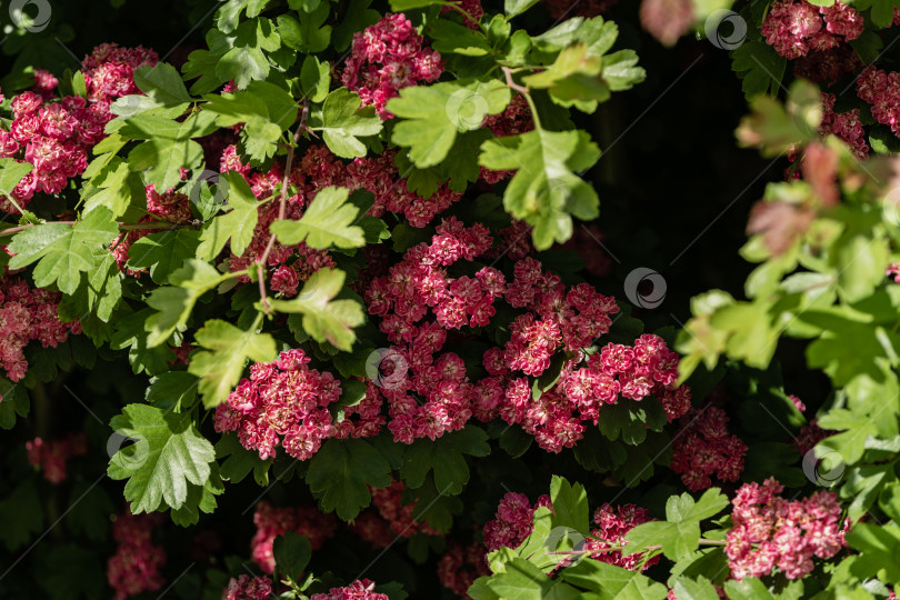 Скачать Яркие красивые розовые цветы боярышника Crataegus laevigata. Размытый фон. Фоны, текстуры.Выборочный фокус. Городской парк "Краснодар" или "Парк Галицкого". Весна 2021 года. фотосток Ozero
