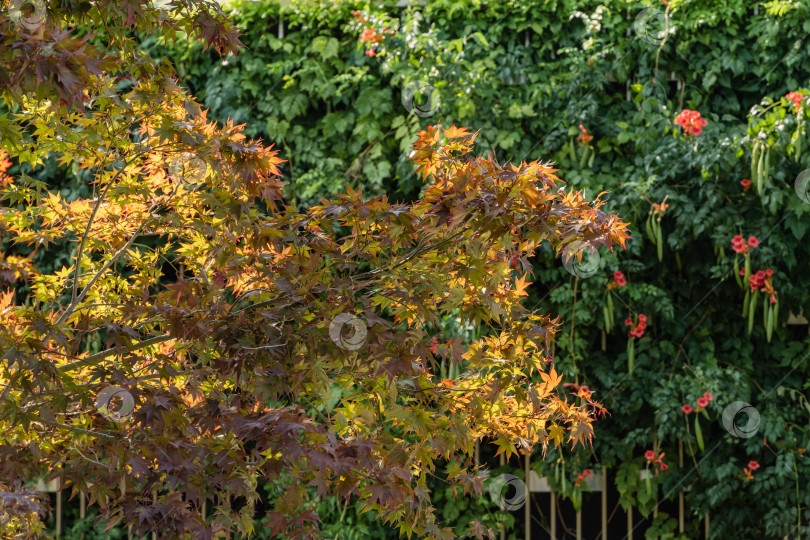 Скачать Изящное дерево Acer Palmatum Dissectum с красными листьями на берегу искусственного пруда. Стилизованный японский дворик в городском парке Краснодара. Галицийский парк. Солнечный день. Краснодар, Россия, 24 августа 2021 г. фотосток Ozero