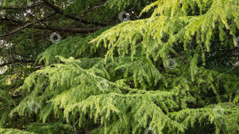 Скачать Гималайский кедр, Cedrus Deodara (кедровый деодар, гималайский кедр) в Адлерском дендрарии "Южные культуры". Ветка кедра на размытом фоне вечнозеленых растений. Выборочный фокус. Крупный план.Адлер, Сириус,Сочи фотосток Ozero