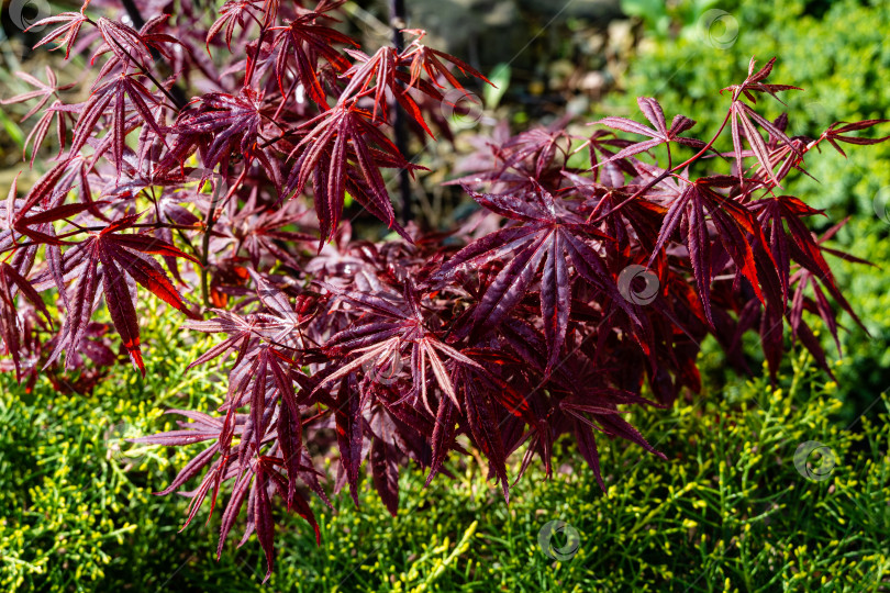 Скачать Японский клен Acer palmatum Atropurpureum на берегу ландшафтного пруда. Молодые резные красные листья на размытом фоне. выборочный фокус. Весенний пейзаж, свежие обои, концепция фона на природе фотосток Ozero