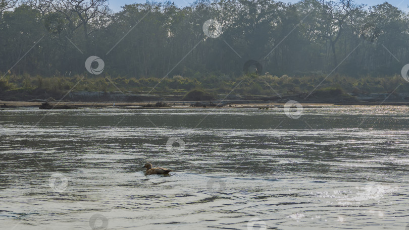 Скачать Река в джунглях. Утка Марека Пенелопа, свиязь плывет по спокойной воде. фотосток Ozero