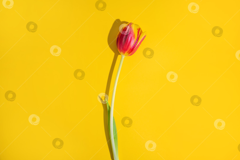 Скачать Тюльпан в красную и желтую полоску на чистом фоне, яркое весеннее цветение, отбрасывающее четкую тень, минималистичный вид сверху, подчеркивающий цвет, текстуру и свежий сезонный рост. фотосток Ozero