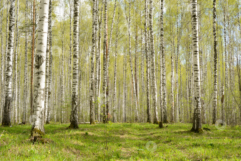 Скачать Березовый лес или березовая роща. Природный пейзаж весеннего леса, панорамный вид весеннего леса фотосток Ozero
