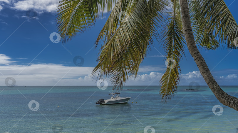 Скачать Моторная лодка стоит на якоре в спокойном бирюзовом океане. Пальма склонилась над водой. фотосток Ozero