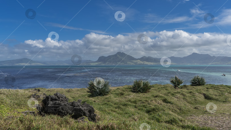 Скачать Прекрасный морской пейзаж. Кусты юкки на зеленой траве побережья. фотосток Ozero