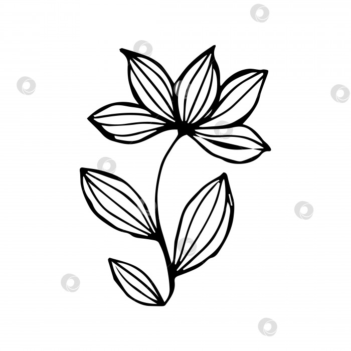 Скачать нарисованный от руки цветок - одиночный элемент каракуля фотосток Ozero