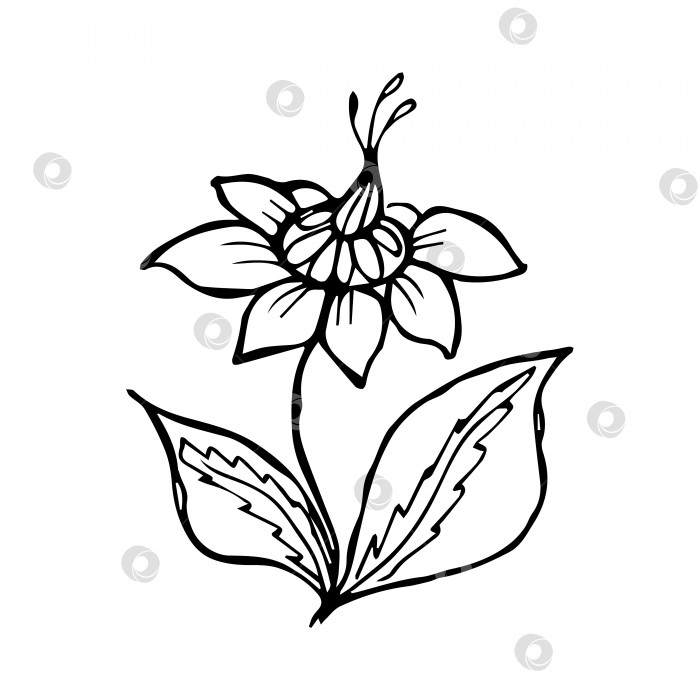 Скачать нарисованный от руки цветок - одиночный элемент каракуля фотосток Ozero
