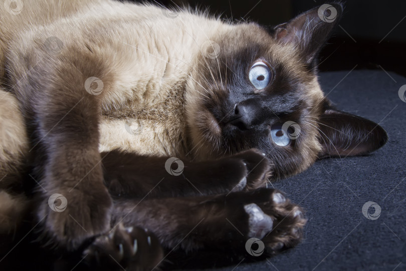 Скачать Забавный кот. Тайский кот лежит, обняв лапы фотосток Ozero
