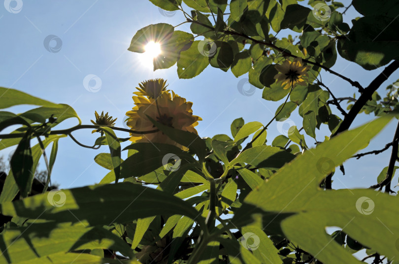 Скачать Небесный пейзаж, солнце сквозь ветки, листья и цветы фотосток Ozero