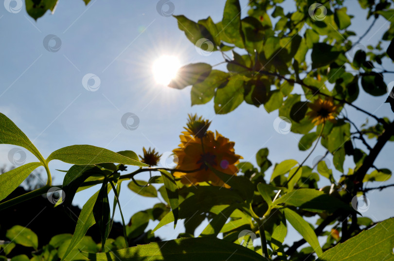 Скачать Небесный пейзаж, солнце сквозь ветки, листья и цветы фотосток Ozero