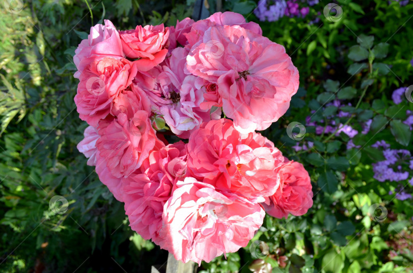 Скачать Соцветие плетистой розы, вид сверху фотосток Ozero