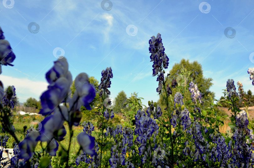 Скачать Летний пейзаж. Август пришел фотосток Ozero