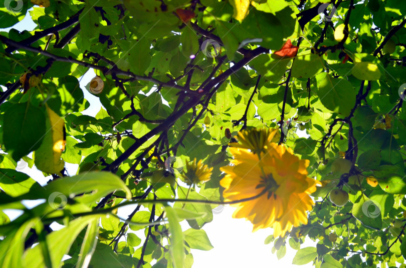 Скачать Небесный пейзаж, солнце сквозь ветки, листья и цветы фотосток Ozero