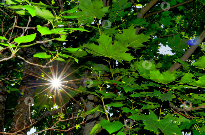 Скачать Небесный пейзаж, солнце сквозь ветки, листья клена фотосток Ozero