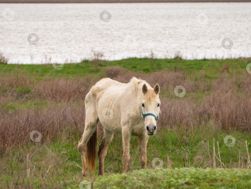 Скачать Тощая больная белая лошадь пасется на весеннем лугу у пруда. Лошадь с больной ногой смотрит в камеру. Концепция ухода за животными фотосток Ozero