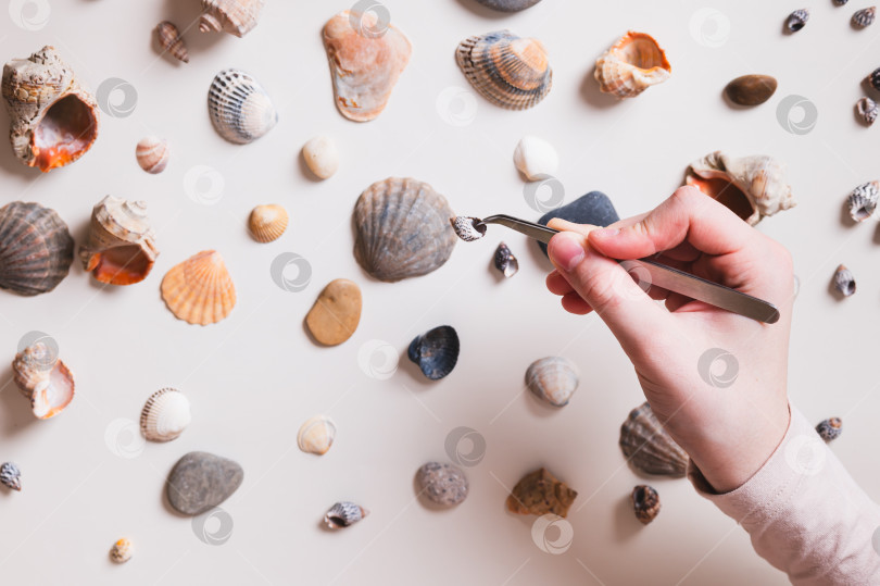 Скачать Морская ракушка в пинцете в руках детей, ракушки и камешки на столе, вид сверху фотосток Ozero