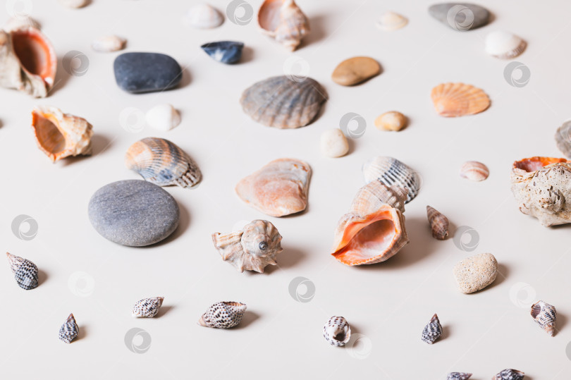 Скачать Красивый пастельный фон из морских ракушек и гальки на светлом фоне фотосток Ozero