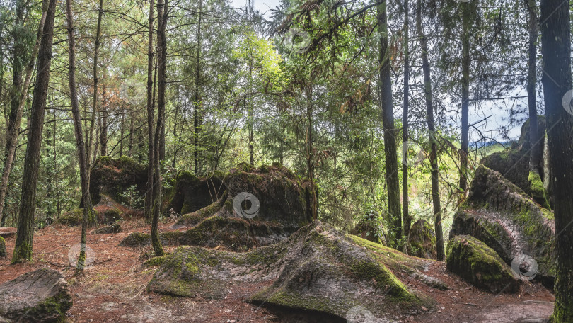 Скачать Живописные замшелые валуны в эко-парке. Хвойные деревья на фоне неба. фотосток Ozero
