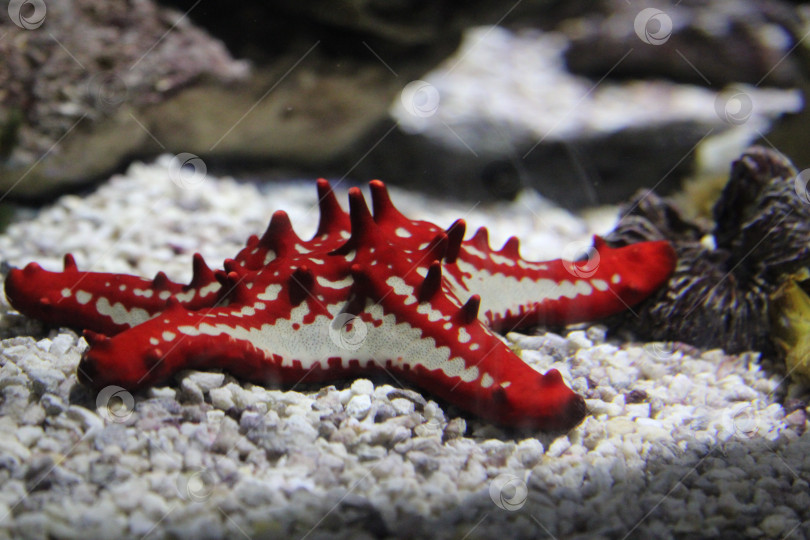 Скачать красная морская звезда крупным шрифтом, красивая морская звезда, фотосток Ozero