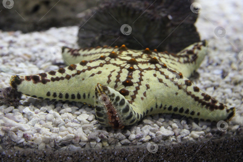 Скачать морская звезда, макро, крупная, красивая морская звезда, фотосток Ozero