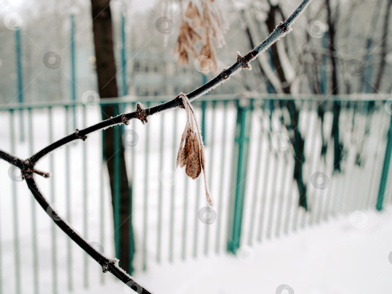 Скачать семена клена на дереве в снегу фотосток Ozero