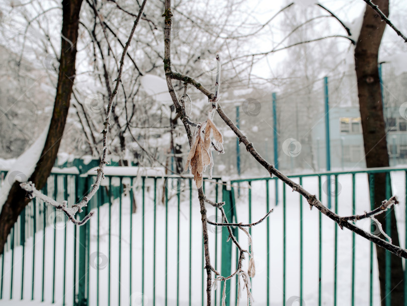 Скачать семена клена на дереве в снегу фотосток Ozero